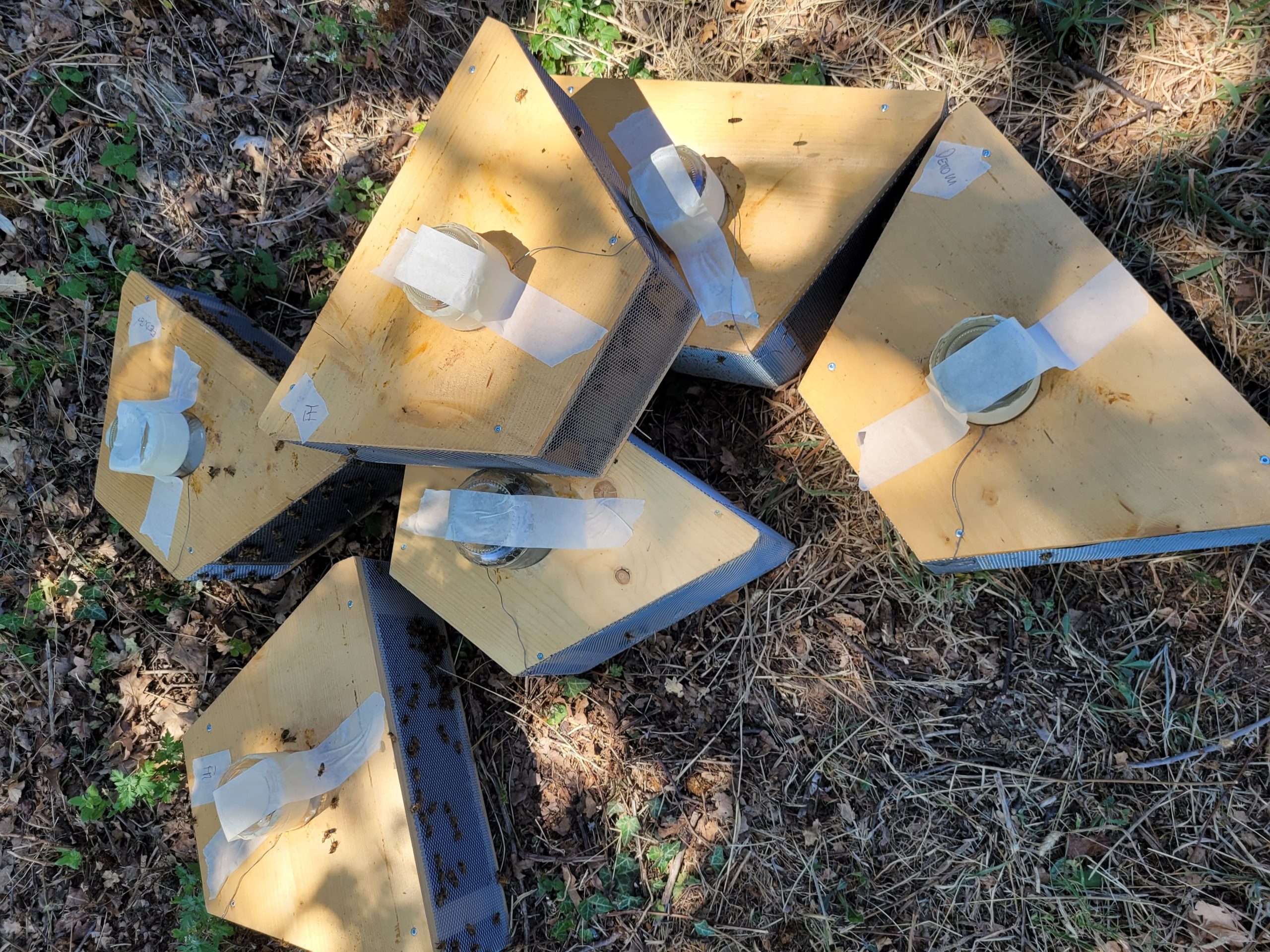 Nuclei e pacchi d’ape Nuclei e pacchi d'ape